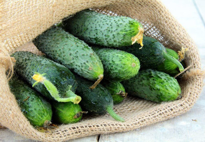 Qualtivate VXL-3AT Cucumber Titus Heirloom for Pickling Seed(300 per packet)