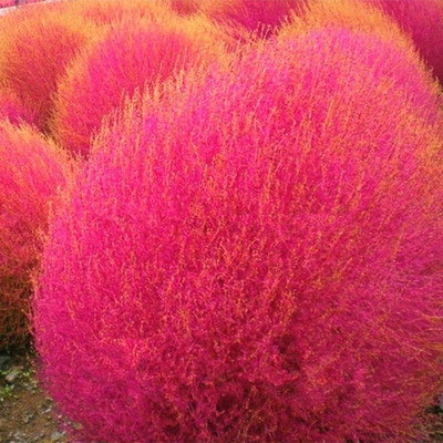 Avysa Hybrid Kochia Plant Seeds Seed(20 per packet)