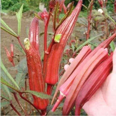 Cloud Farm lady finger red okra Seed(60 per packet)