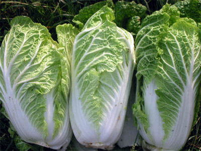 XOLDA Chinese Cabbage Seed(37 per packet)