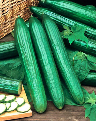 Qualtivate GBPT-8A Cucumber Chinese Long for Salads Seed(300 per packet)