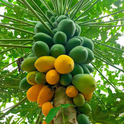EcoFusion papaya Seed(10 per packet)