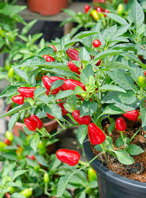 AFARTIOBINA 146 Pc Chilli Seeds Seed(146 per packet)