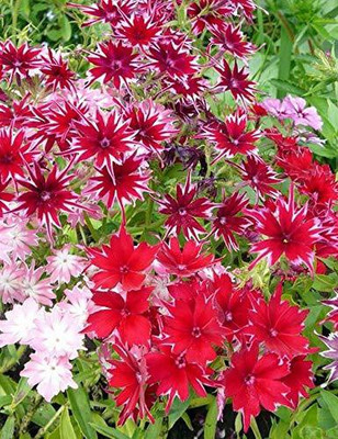 XOLDA Phlox twinkle mix Seed(35 per packet)