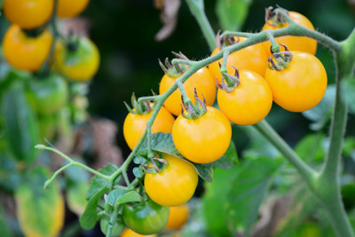 Mozette Yellow tomato Seed(36 per packet)