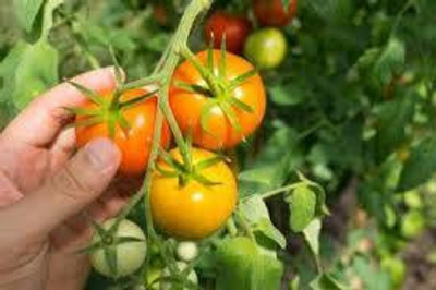 Oliver F1 Quality tomato seed Seed(36 per packet)