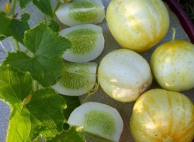 Mozette Cucumber yellow round Seed(40 per packet)