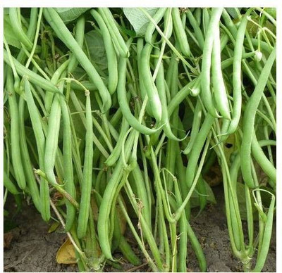 MAMONI TRADERS Green 'Domino' French Beans Seed(50 per packet)