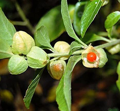 Khushi Prova Ashwagandha Seed(278 per packet)