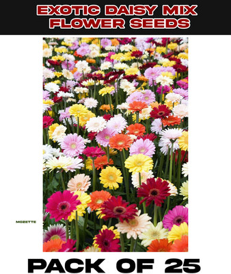 XOLDA Exotic Daisy Mix Flower Seed Seed(25 per packet)