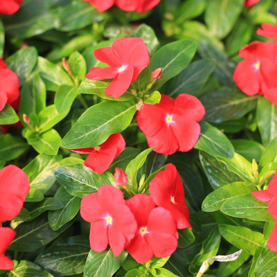 ibains Vinca seeds Seed(32 per packet)