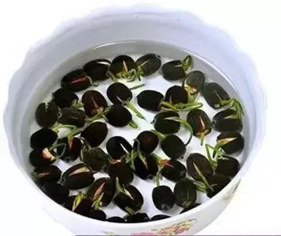 jkfarm Kamal, Lotus Seed(9 per packet)