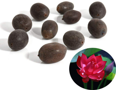 CRGO LOTUS , KAMAL Seed(45 per packet)