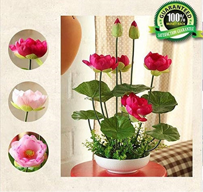 CRGO LOTUS , KAMAL Seed(18 per packet)