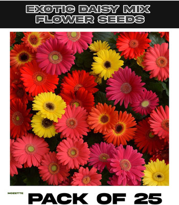 XOLDA Exotic Daisy Mix Flower Seed Seed(25 per packet)