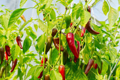 AFARTIOBINA 151 Pc Chilli Seeds Seed(151 per packet)