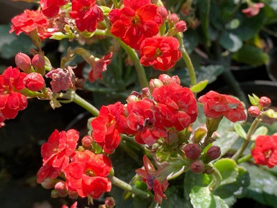 Oliver balsam flower seeds Seed(20 per packet)