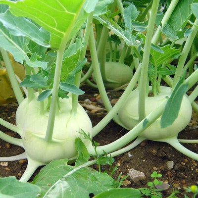 Cloud Farm Knol Khol-Kholrabi-Giant Biennial Seed(170 per packet)