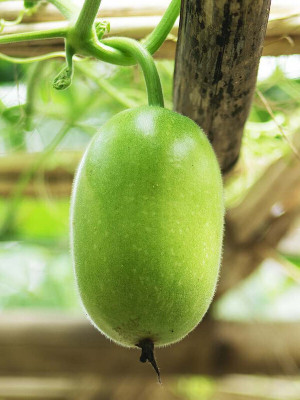 Cloud Farm AshGourd/Peta Seed(100 per packet)