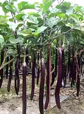 The Green Dotcom Brinjal long High Germination Seed(50 per packet)