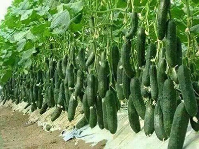 Khushi Prova Cucumber Seed(20 per packet)