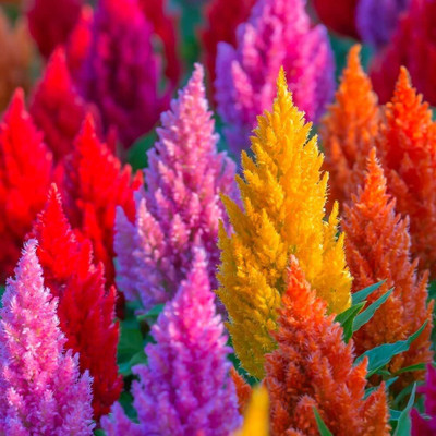 Lorvox COLORFUL Mixed CELOSIA Flower Seed(20 per packet)