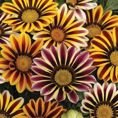 KANAYA Gazania New Day f1 Mix Seed(56 per packet)