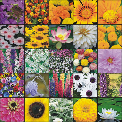 Greenery Hub 25-Flower Seeds Combo – A Splash of Colors for Your Garden Seed(100 per packet)