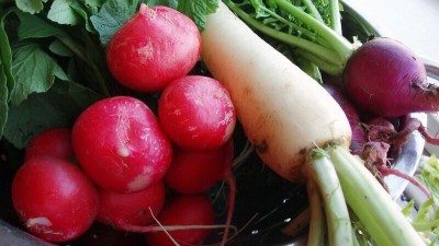 Arlo Hybrid Radish Seed(10 per packet)