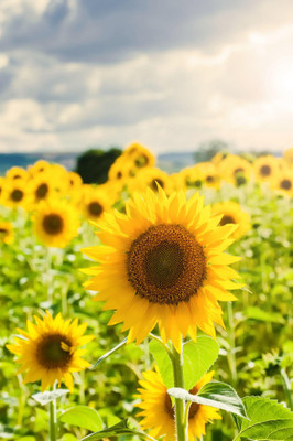 the green dotcom Sunflower Seeds For Home Gardening Seed(110 per packet)