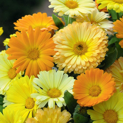 Lorvox Hybrid Calendula Seed(85 per packet)