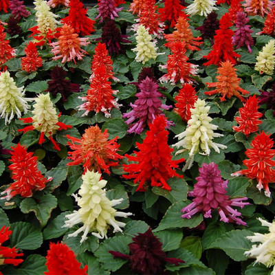 Lorvox Salvia F1 Hybrid Mixed Seed(15 per packet)