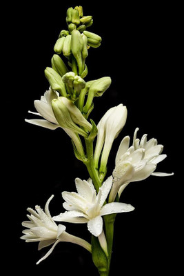 GREENSEA Tuberose Flower Seed(9 per packet)