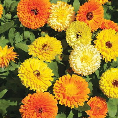 Lorvox Calendula mix Colour Flower Seed(100 per packet)