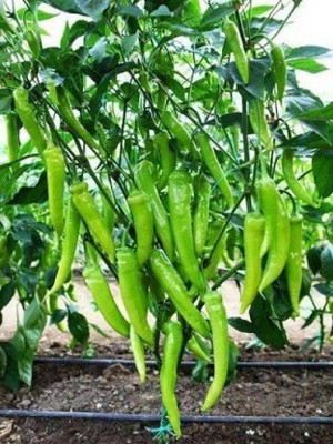 XOLDA Chilli vasuda Seed(23 per packet)