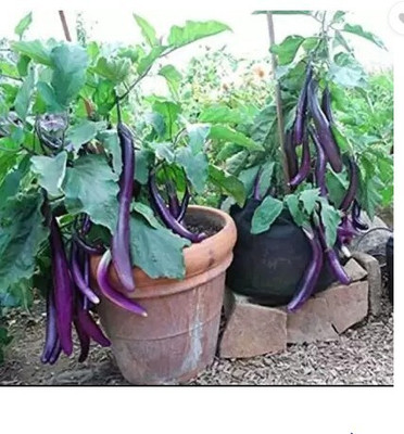 the green dotcom brinjal, bangan Seed(45 per packet)