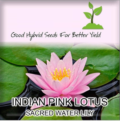 CRGO LOTUS , KAMAL Seed(20 per packet)