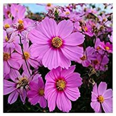 XOLDA Exotic tithonia Seed(31 per packet)