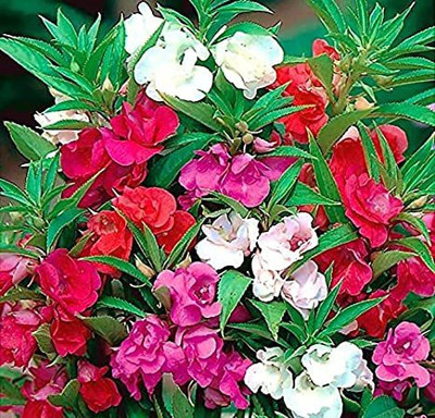 Mozette Balsam Seed(40 per packet)
