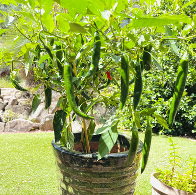DEYS AGRO ™ hybrid chilli seeds,highest yield Verity Seed(190 per packet)
