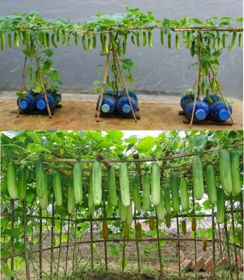 KUSH Cucumber Seeds Seed(200 per packet)