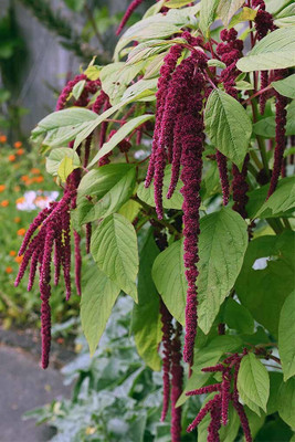 the green dotcom Amaranthus Love Lies Bleeding Seed(278 per packet)