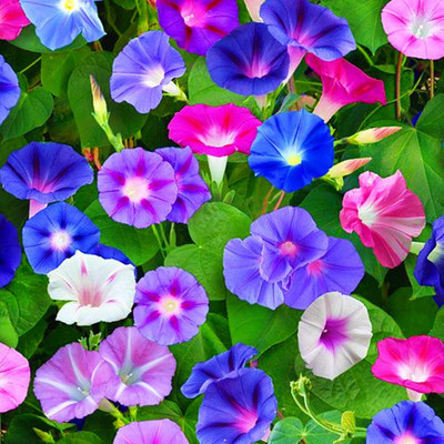 ACCELCROP Morning Glory Mixed Color Creeper Flower Seed(70 per packet)