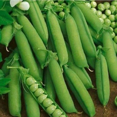 GARDENIFY INDIA F1 Hybird pea Seed(35 per packet)