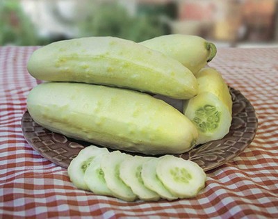 Qualtivate PUAS-8A White Cucumber Pickling Seeds Seed(300 per packet)