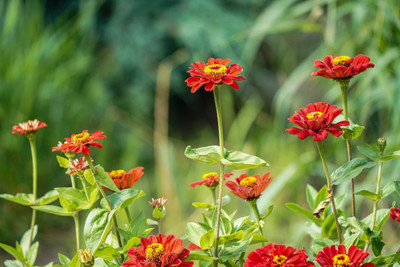 GREENSEA Mixed Colour Zinnia Flower Seed(37 per packet)