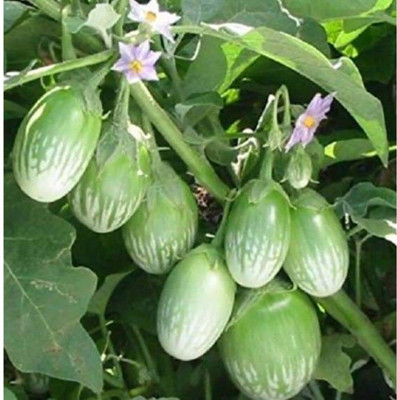 KNESSiN Green Brinjal Seeds-[10gm] Seed(2000 per packet)