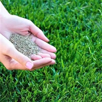 the green dotcom lawn grass seeds Seed(60 per packet)
