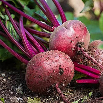 the green dotcom Beetroot seeds for farming Pack of 70 Seed(70 per packet)