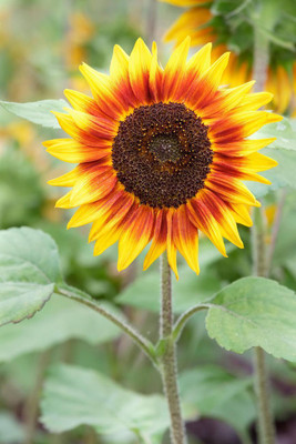 the green dotcom 100 Hybrid Sunflower Seed (Surajmukhi) For Home Gardening Seed(100 per packet)